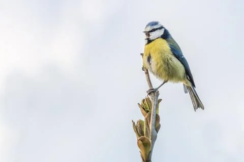 Blue tit singing on a spring evening Stock Photos