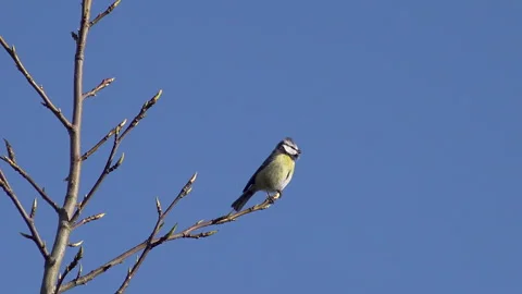 Blue tit sings from a tree top in English garden Stock Footage 148030230