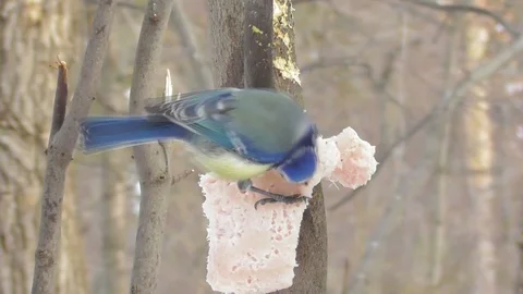 Blue tit sits in winter on a tree eating fat Video stock 119029425