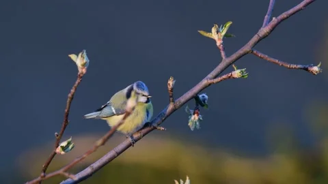 Blue tit sitting in the apple tree and watch, spring Stock Footage 143006584