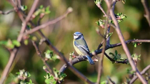 Blue tit sitting in the apple tree and watch, spring Stock Footage 143007592