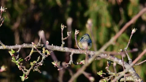 Blue tit sitting in the apple tree and watch, spring Stock Footage 143192068
