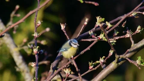 Blue tit sitting in the apple tree and watch, spring Stock Footage 143192171