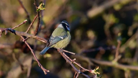 Blue tit sitting in the apple tree and sing, spring Video stock 143193450