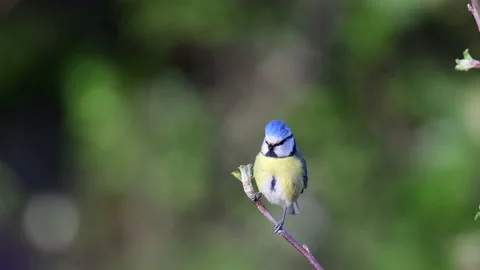 Blue tit sitting in the apple tree and call, spring Stock Footage 145461034