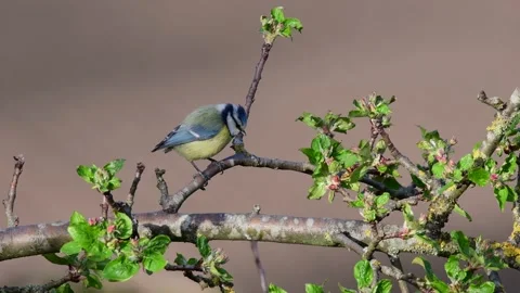 Blue tit sitting in the apple tree and watch, spring Stock Footage 145461091