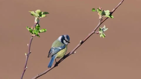 Blue tit sitting in the apple tree and sing, spring Stock Footage 145461196