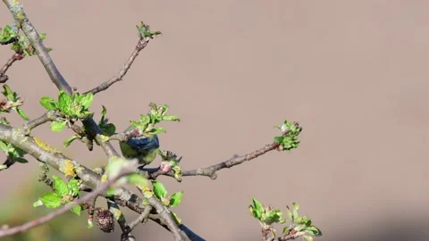 Blue tit sitting in the apple tree and watch, spring Stock Footage 145461539