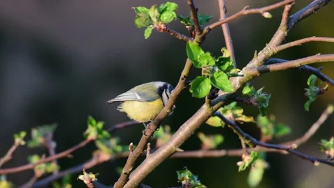 Blue tit sitting in the apple tree and watch, spring Stock Footage 148032825