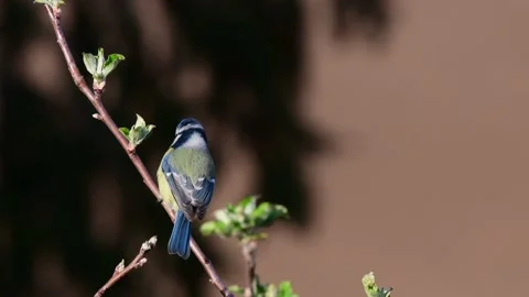 Blue tit sitting in the apple tree, spring Stock Footage 150498948