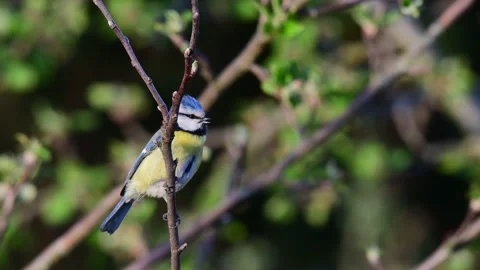 Blue tit sitting in the apple tree and call, spring Stock Footage 150499172