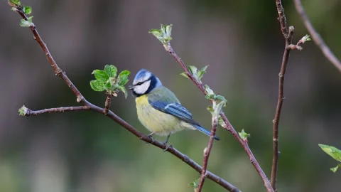 Blue tit sitting in the apple tree and sing, spring Stock Footage 150499266