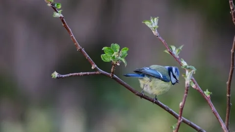 Blue tit sitting in the apple tree and clean her feathers, spring Stock Footage 150499289