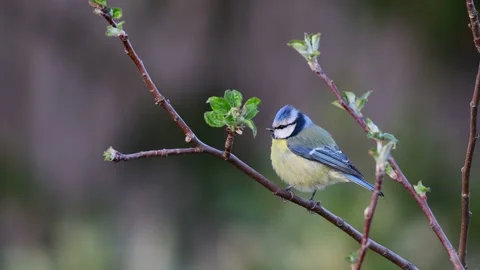 Blue tit sitting in the apple tree and watch, spring Stock Footage 150499307