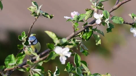 Blue tit sitting in the apple tree and call, spring Stock Footage 154531290