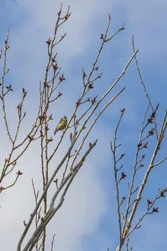 Blue Tit sitting in the branches of a tree. The blue sky is in the background Foto stock