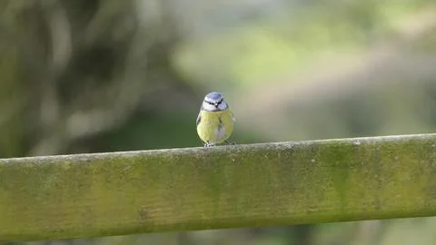 Blue Tit sitting on a gate Stock Photos