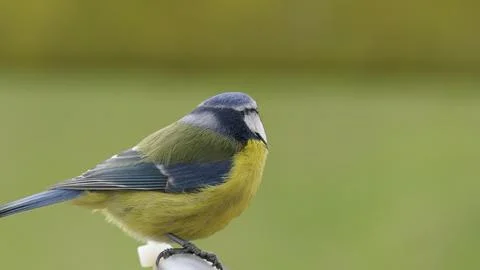 Blue Tit sitting on a gate Stock Photos