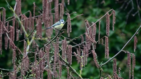 Blue tit sitting in the hazelnut tree and watch Stock Footage 252972276