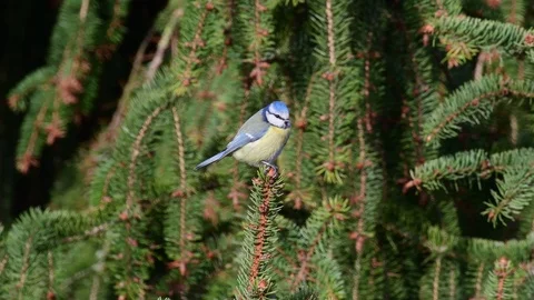 Blue tit sitting on a knot in the wind, spring Stock Footage 97819757