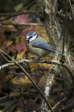 Blue Tit sitting in a tree of falling leaves Stock-Fotos