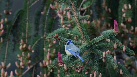 Blue tit sitting on the tree, spring Stock Footage 98035092