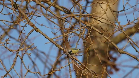 Blue tit is sitting on a twig, 4K slomo Stock Footage 170159556