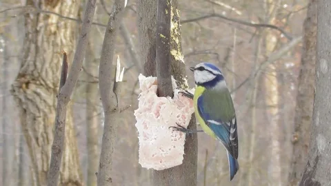 Blue tit sitting in winter on a tree eating fat close up Video stock 119029557