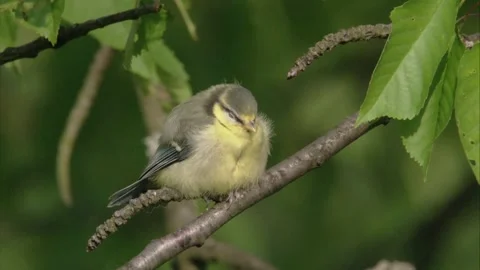 Blue tit sleeping on a tree Stock Footage 205519204