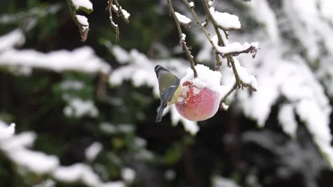 Blue Tit on Snow Apple (1) Stock Footage 255627385