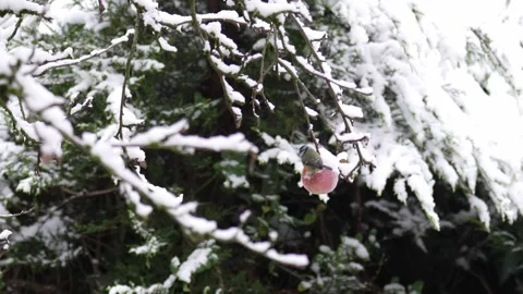 Blue Tit on Snow Apple Wide Stock Footage 255627508