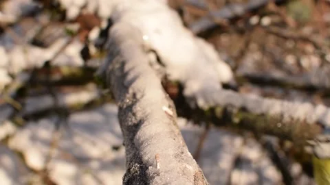 Blue Tit in snow in Norway Stock Footage 147889792
