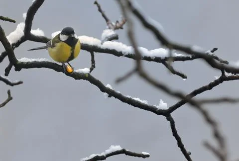 Blue Tit in the snow on a tree brunch Stock Photos