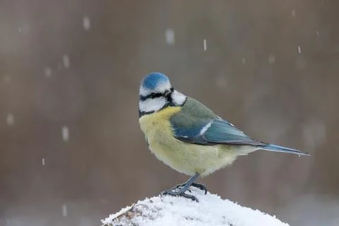 Blue tit in the snowfall Stock Photos