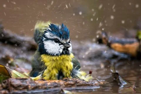Blue tit splashing in the water. Stock Photos