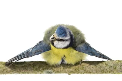 Blue tit with spread wings Stock Photos