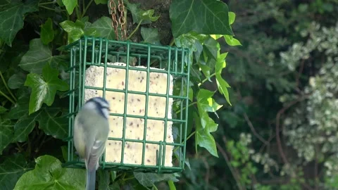 Blue Tit On Suet Block #3 Stock Footage 232821554