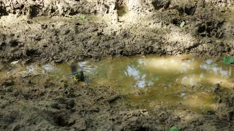 Blue tit swims in a forest puddle. Vídeo Stock 156237699