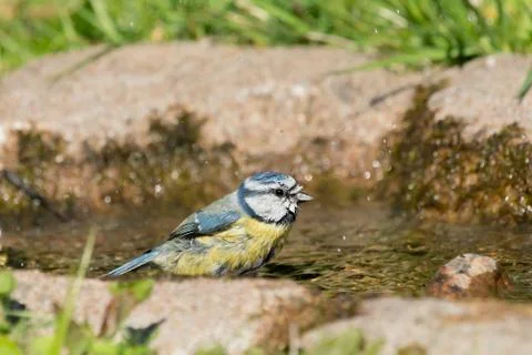 Blue tit taking a bath Stock Photos