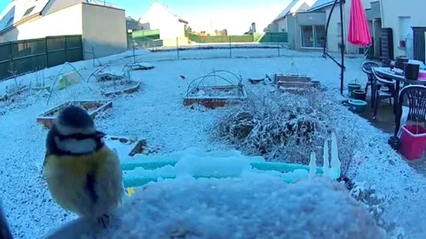 Blue Tit Taking a Seed at Snowy Garden Bird Feeder Stock Footage 340559760