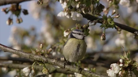 Blue tit on a tree with blossoms Stock Footage 200482011