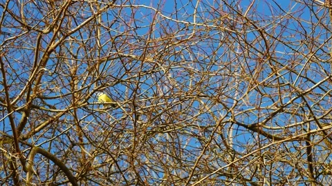 Blue tit on a tree branch against the blue sky. Stockbeeldmateriaal 233099492