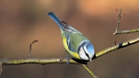 Blue tit on a tree branch, slow motion Stock Footage 320074946
