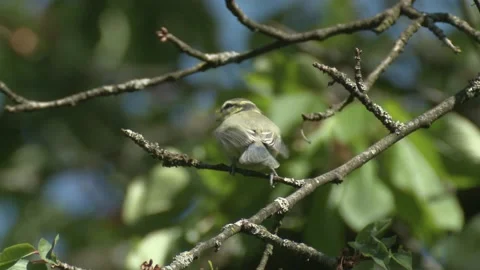 Blue tit on a tree Stock Footage 205519210