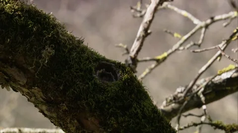 Blue tit at a tree hollow Stock Footage 200481535