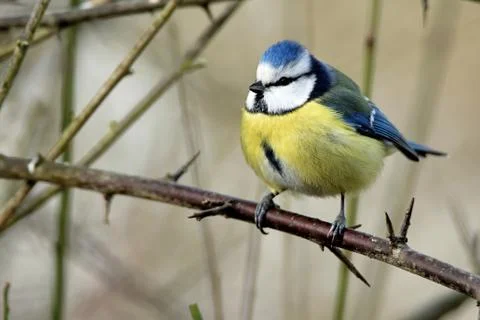Blue tit in a tree Stock Photos