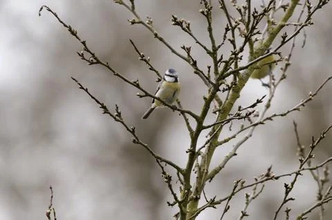 Blue tit in a tree Stock Photos