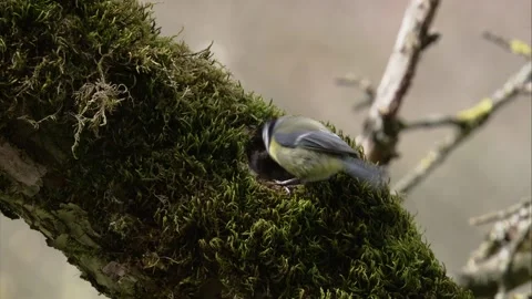Blue tit on a tree in springtime Stock Footage 200480050
