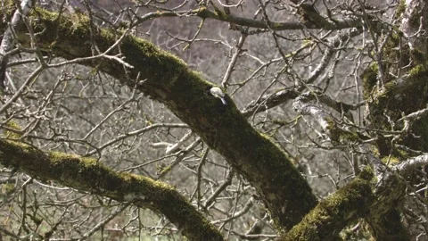 Blue tit on a tree in springtime Stock Footage 200480222