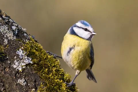 Blue tit on tree trunk with moss and lichen Stock Photos